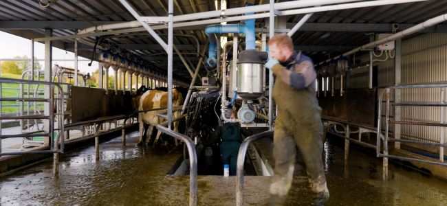 CowManager NZ farmer in milking shed