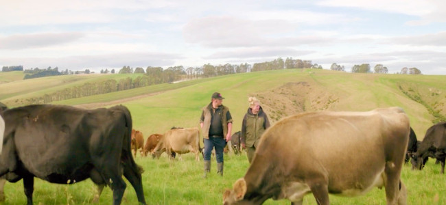CowManager NZ farming couple with cows